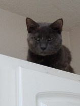 judgmental cat