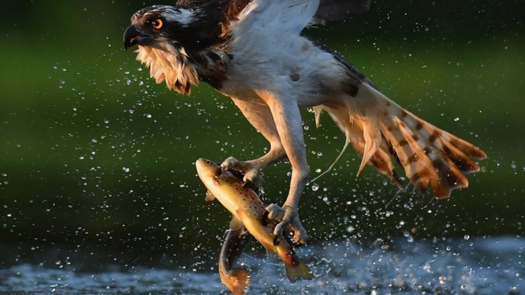 When Birds Attack? A Tale of Fins, Feathers, and&nbsp;Windshields