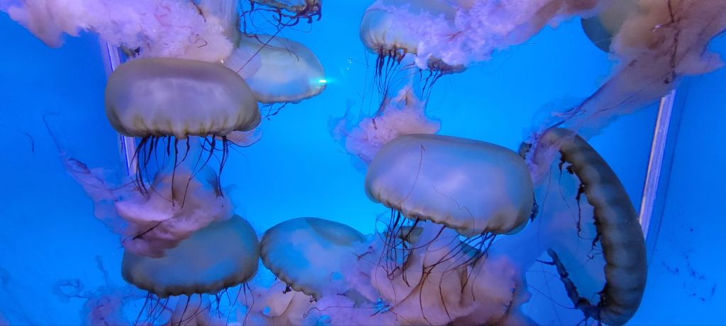 Take Me to the Aquarium and Call Me&nbsp;Pretty