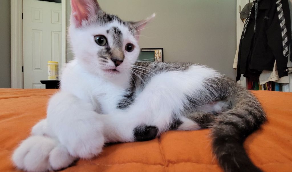 I’ve Graduated to Insane Cat Person (And Republicans Are&nbsp;Pissed)
