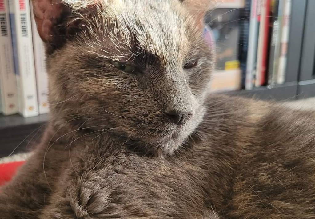The Cat I Didn’t Expect, but Couldn’t Live Without: Remembering&nbsp;Burger